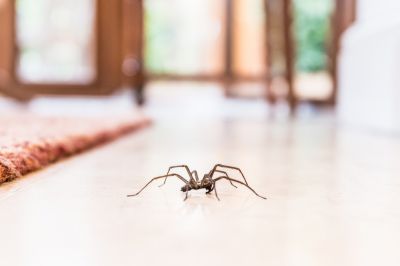 Spider Fumigation - Spider Fumigation Matthews, North Carolina